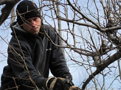 Brian pruning fruit trees