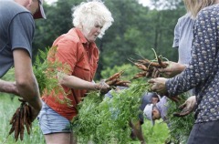Julie Rawson and other harvesters bundle carrots in the field (AP Photo/Charles Krupa) Taken on Wednesday, July 22nd, 2009