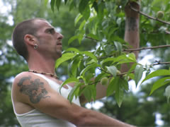 Eric Van Vleck thins peaches from a ladder in June, 2007. Photo by Elizabeth Coe